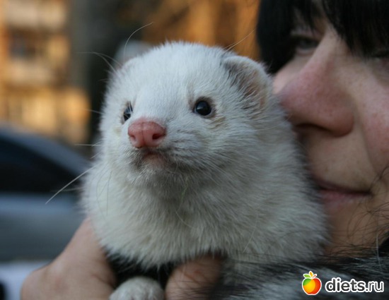 любимчик, альбом: Моя жизнь