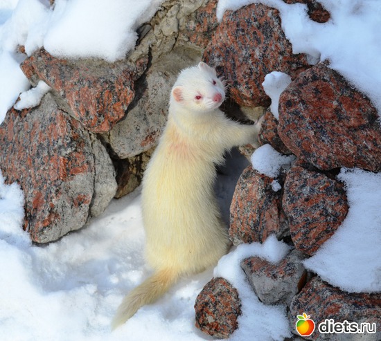 Мишутка, альбом: Моя жизнь