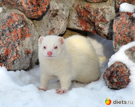 ������, ������: ��� �����