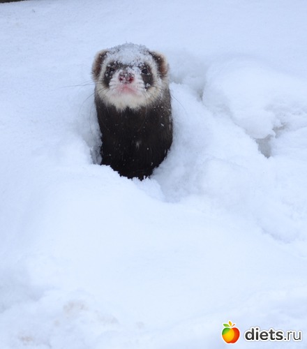 ������� � �����, ������: ��� �����