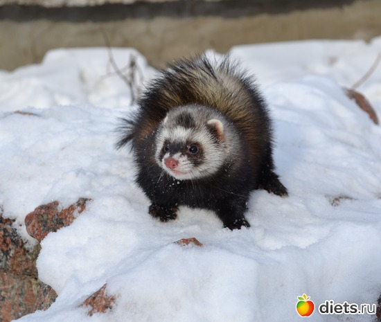 ������� �����, ������: ��� �����