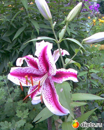 Лилия, альбом: У меня в садочке.