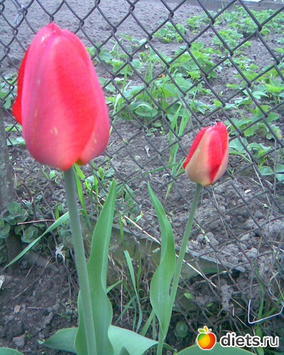 Тюльпаны. Апрель., альбом: У меня в садочке.