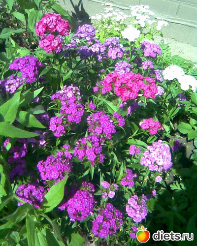 Турецкая гвоздика, альбом: У меня в садочке.