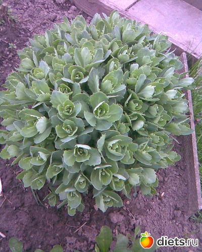 Очиток -апрель....цветёт август - ноябрь., альбом: У меня в садочке.