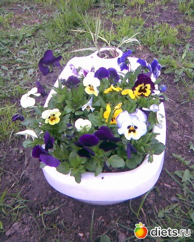 Анютины глазки.....в старом унитазе..., альбом: У меня в садочке.