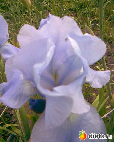 Ирисы, альбом: У меня в садочке.