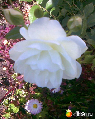 Плетистая роза, альбом: У меня в садочке.