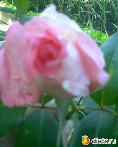 Чайно-гибридная роза, альбом: У меня в садочке.