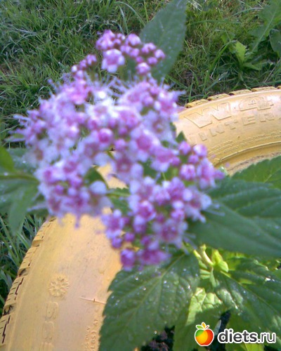 Спирея японская, альбом: У меня в садочке.