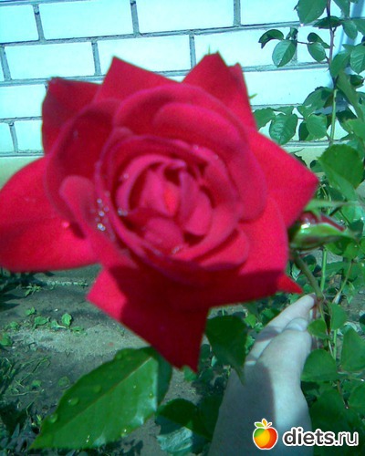 Кустовая роза ( высокая), альбом: У меня в садочке.