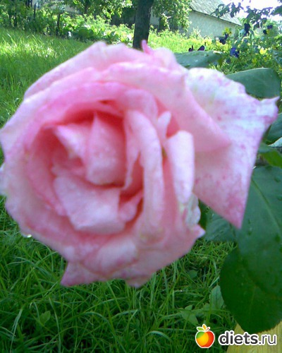 Чайно-гибридная роза, альбом: У меня в садочке.