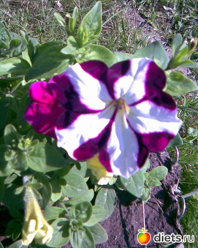 Петуния, альбом: У меня в садочке.