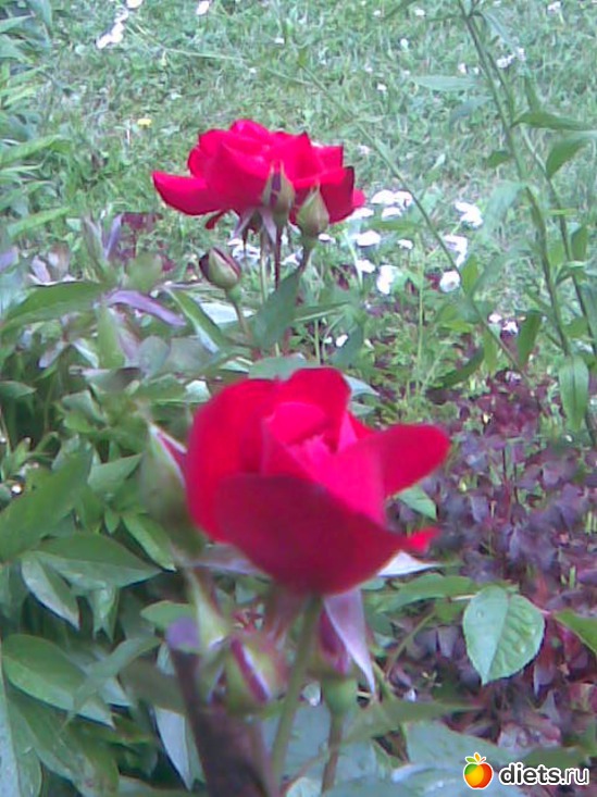 Штыковая роза, альбом: У меня в садочке.