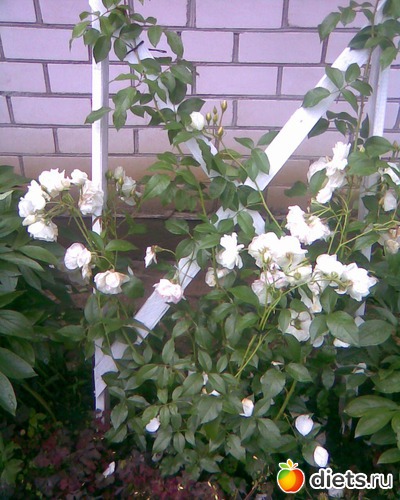 Плетистая роза, альбом: У меня в садочке.