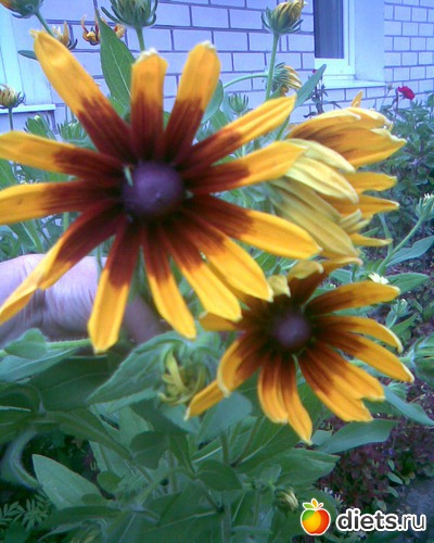 Забыла название, альбом: У меня в садочке.