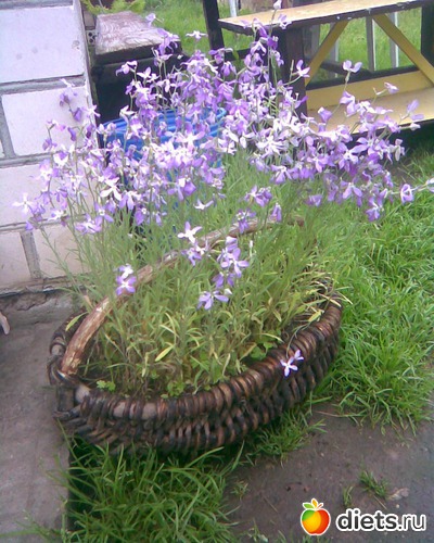 Ночная фиалка, альбом: У меня в садочке.