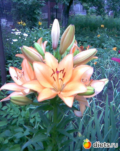 Лилии, альбом: У меня в садочке.