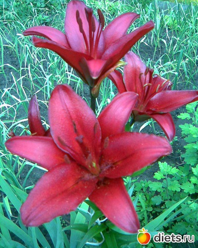 Лилии, альбом: У меня в садочке.