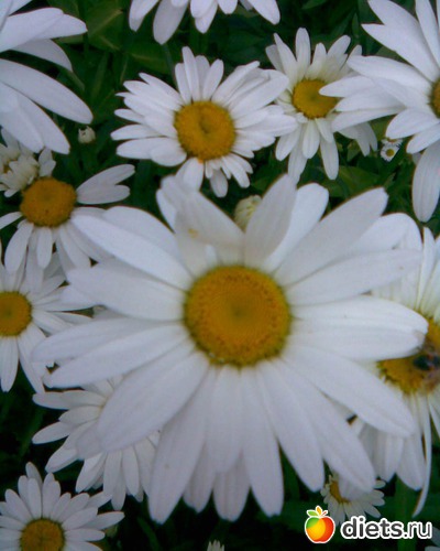 Скромненькие ромашки, альбом: У меня в садочке.