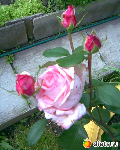 Розы, альбом: У меня в садочке.