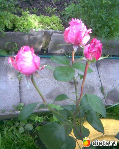 Розы, альбом: У меня в садочке.