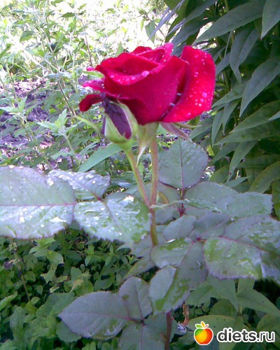 Роза, альбом: У меня в садочке.