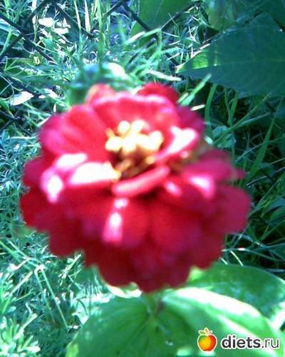 Циния, альбом: У меня в садочке.