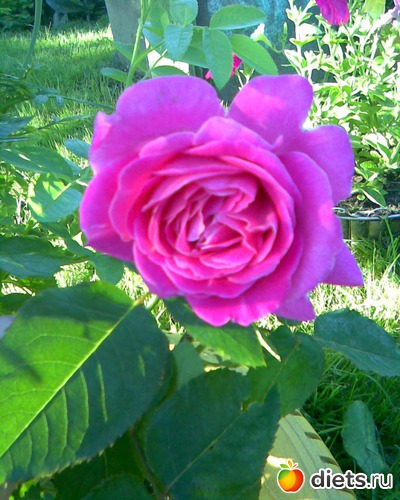 Чайно-гибридная роза Чарли, альбом: У меня в садочке.