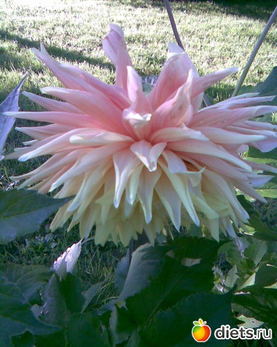 Георгин, альбом: У меня в садочке.