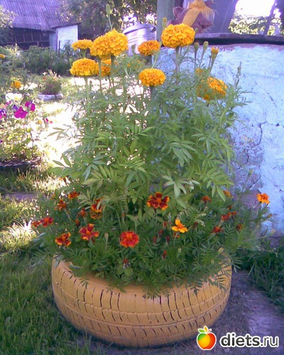 Бархатцы 2 вида, альбом: У меня в садочке.