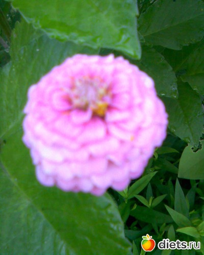 Циния, альбом: У меня в садочке.