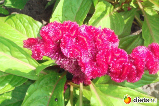 5 фото: весна-лето 2012