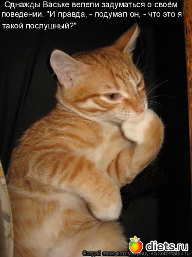 5, альбом: смешные картинки