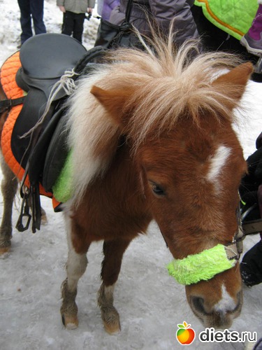 ����-�����, ������: ��� ���������