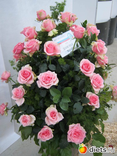 13 ����: �������� ������ 2012