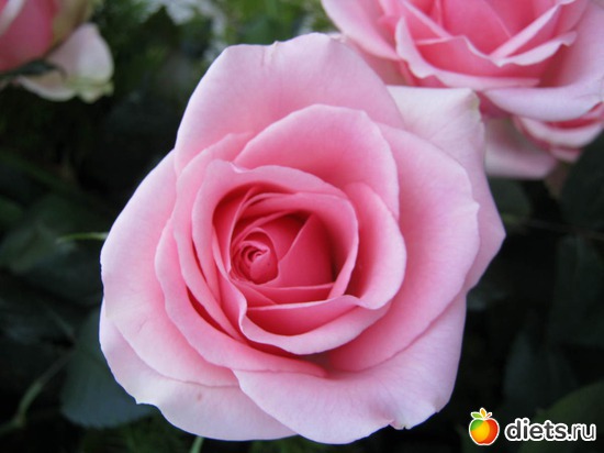 14 ����: �������� ������ 2012