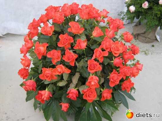 16 ����: �������� ������ 2012