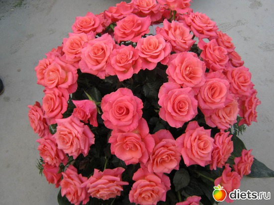 17 фото: выставка цветов 2012