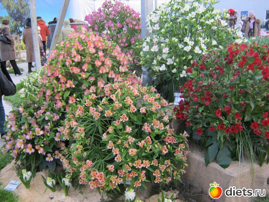 26 ����: �������� ������ 2012