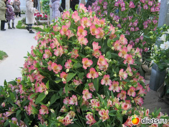 27 ����: �������� ������ 2012