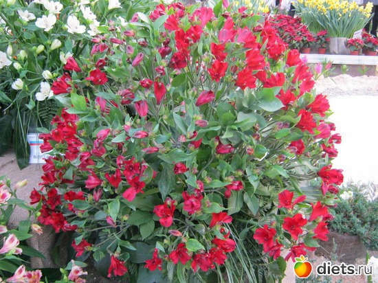 28 фото: выставка цветов 2012