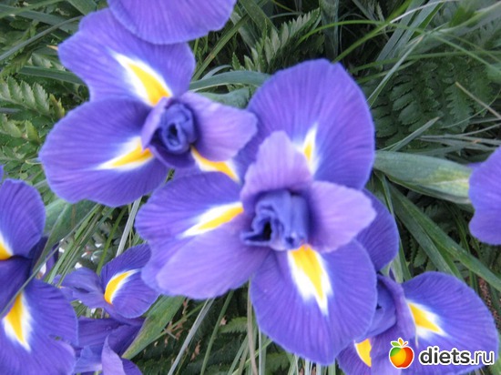 30 фото: выставка цветов 2012