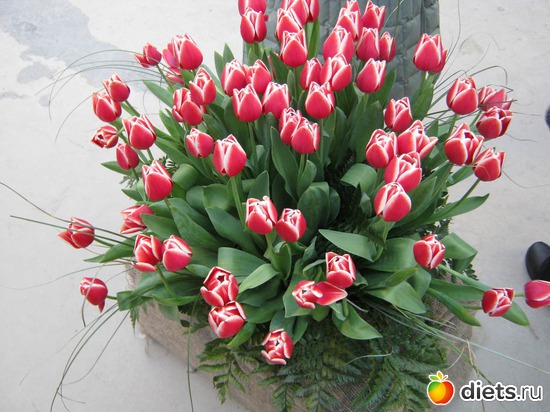 31 фото: выставка цветов 2012