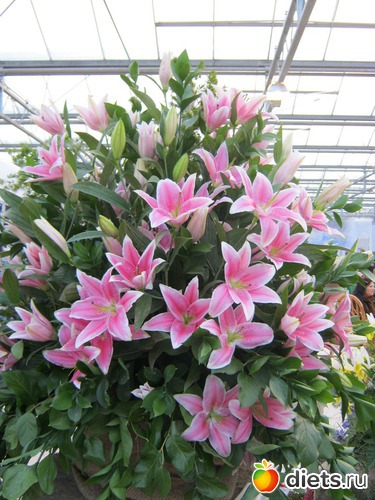 36 ����: �������� ������ 2012