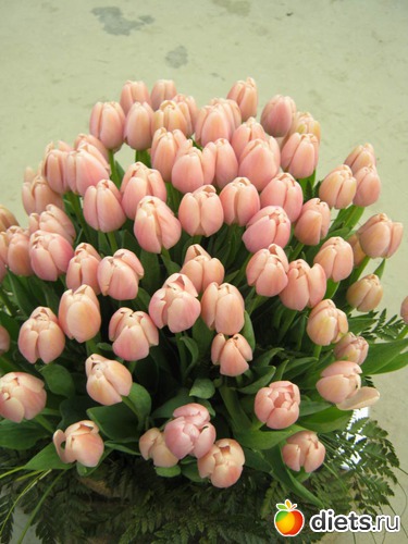 40 фото: выставка цветов 2012