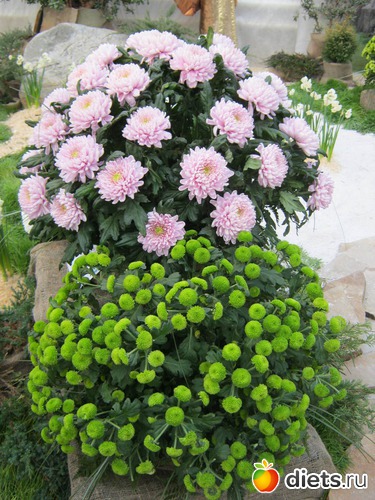 42 фото: выставка цветов 2012