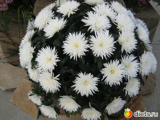 44 фото: выставка цветов 2012