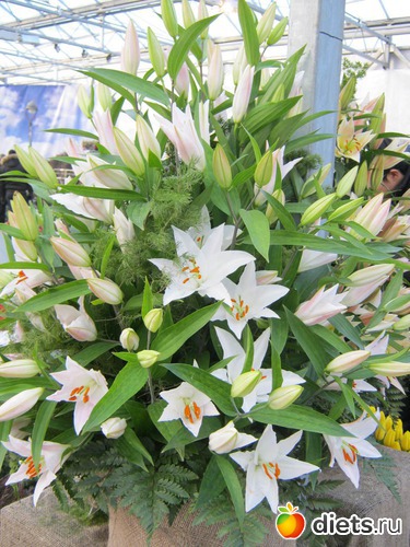 49 фото: выставка цветов 2012