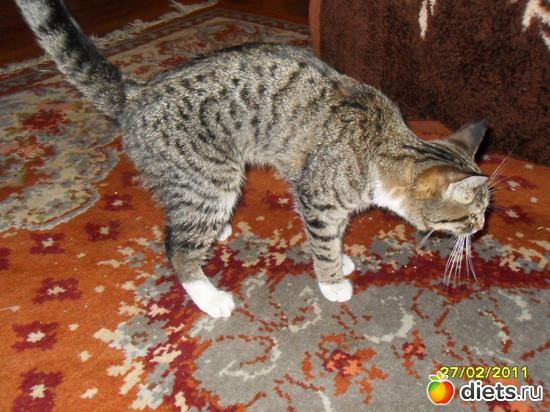 Кузьму не видит, но чует, альбом: Котейка